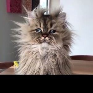 Meet your Posher, Nate